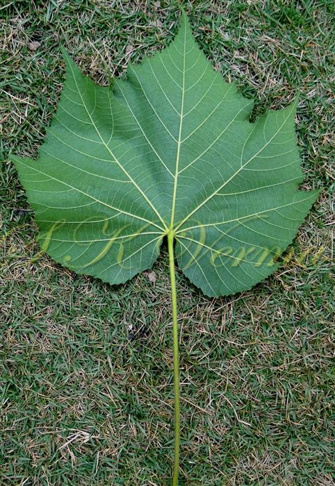  Leaf (Abaxial view)